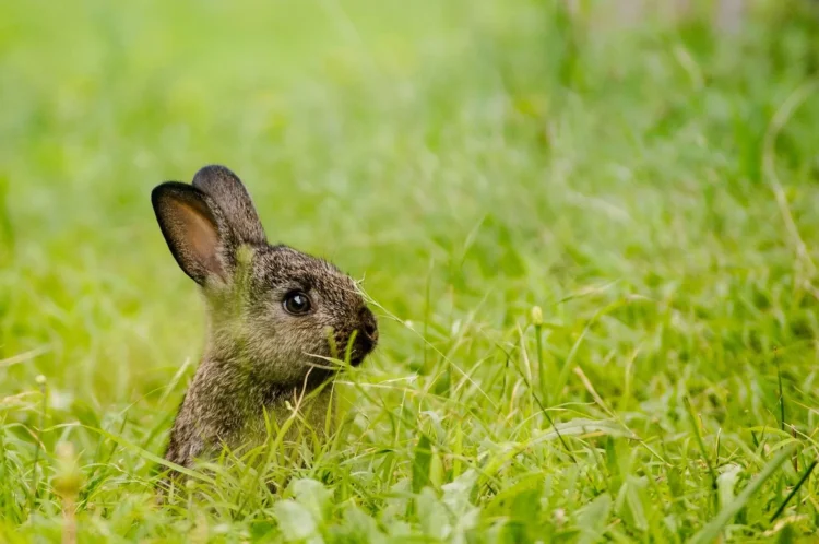 A precious baby rabbit camouflaged in the lush green grass, gazing intently at something.